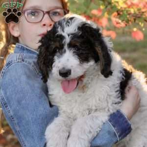 Autumn, Bernedoodle Puppy